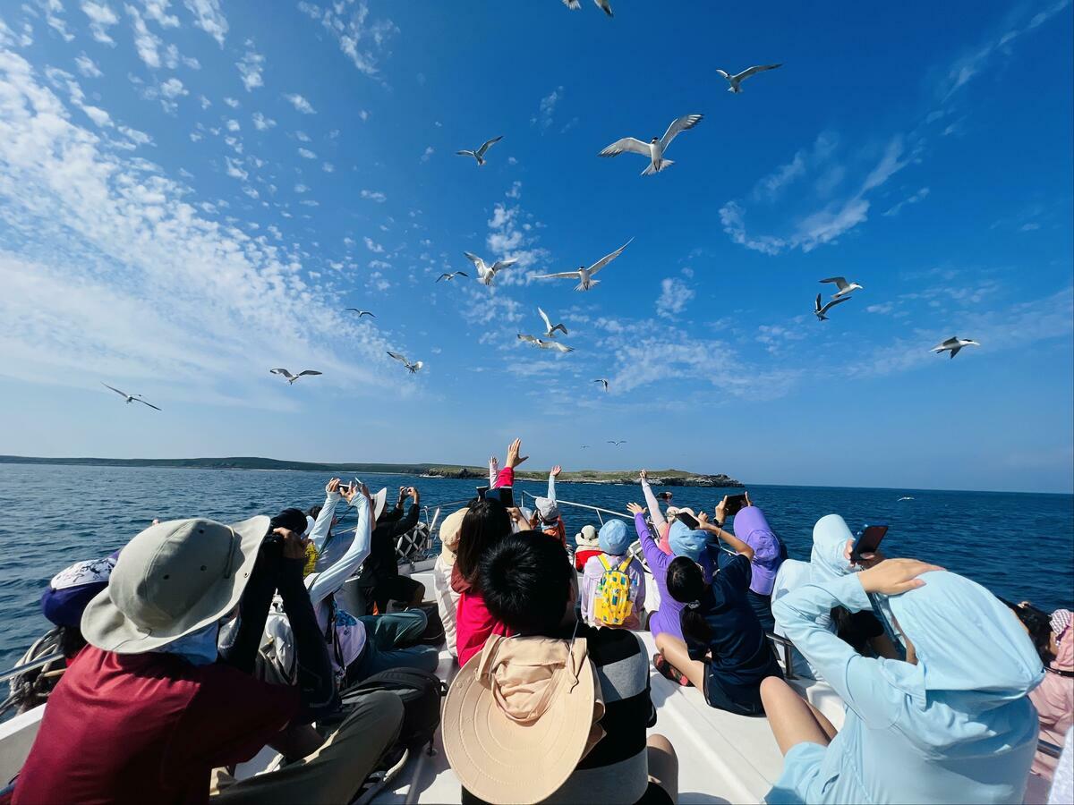 每年5至7月旅客欣賞澎湖燕鷗翱翔天際的最佳時機。 圖：取自澎管處網站
