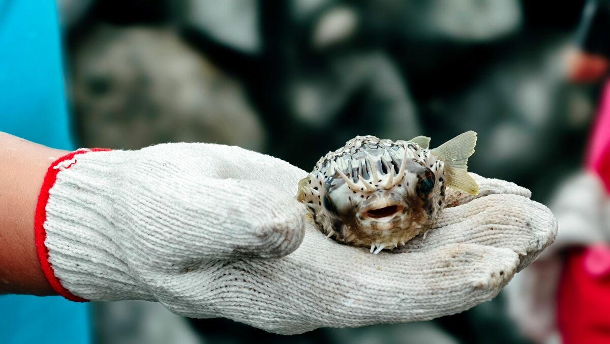 吉貝石滬常可見河豚蹤跡。 圖：孫家銘攝