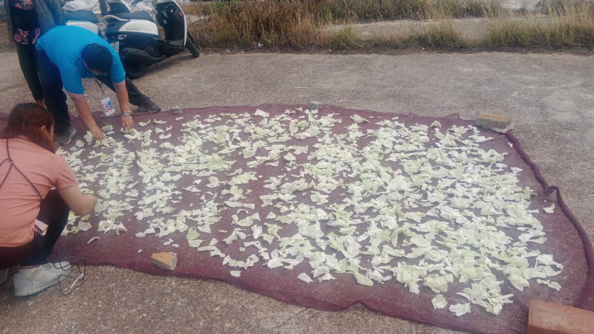 農事DIY體驗製作澎湖傳統美食高麗菜酸。 圖：孫家銘攝