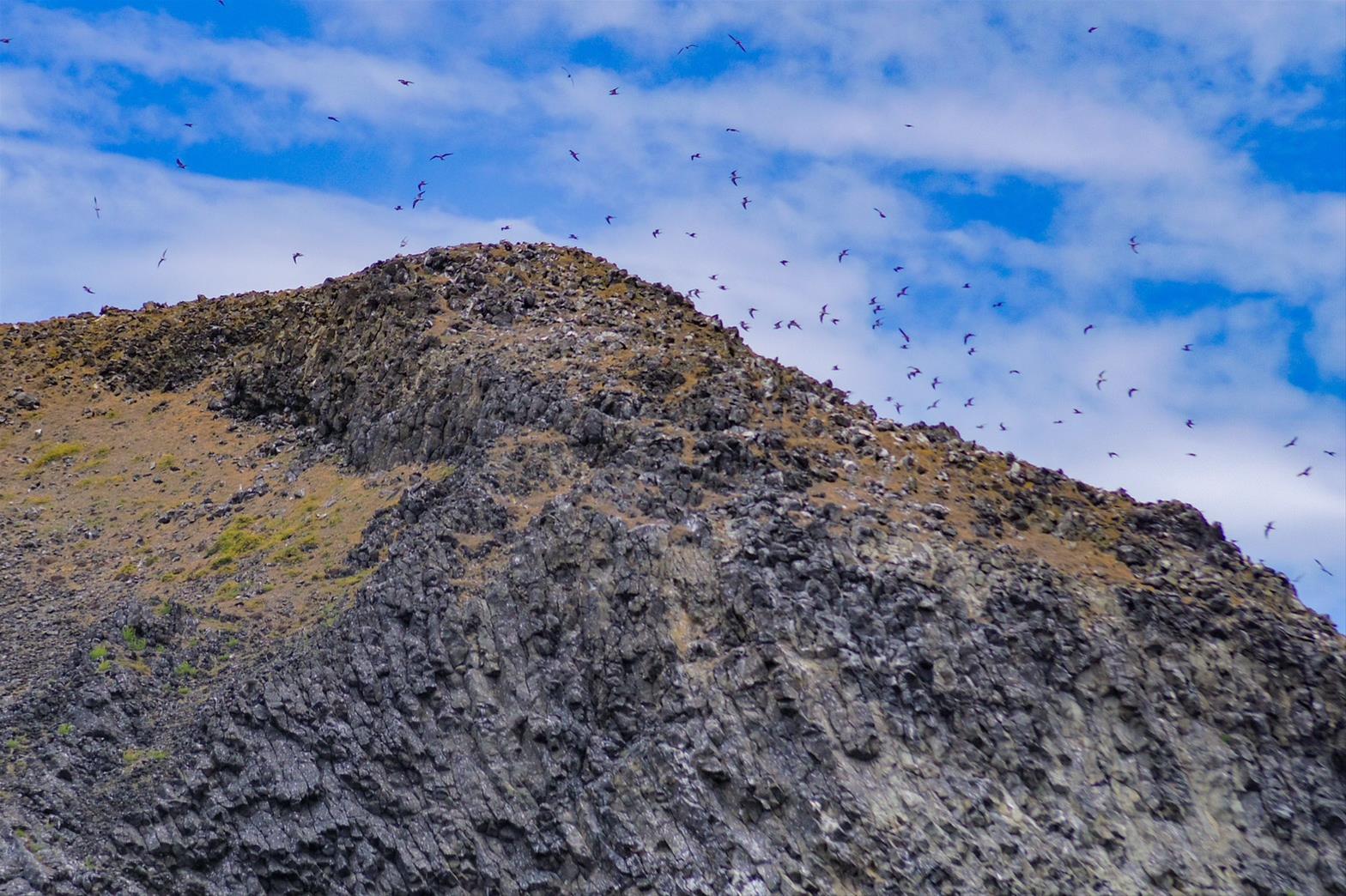 2025澎湖四季皆精采—春賞鷗與夏石滬登場 媒體踩線推廣深度體驗魅力